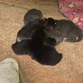 Early -  Domestic Short Hair Cat for Adoption in Blairsville, Georgia - Early | PetCurious