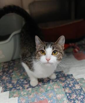 Domestic Short Hair Cats Available for Adoption - Milena | PetCurious