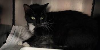 Tickles -  Domestic Short Hair Cat for Adoption in Tom Bean, Texas - Tickles | PetCurious
