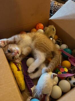 Ziggy -  Domestic Short Hair Cat for Adoption in Bordentown, New Jersey - Ziggy | PetCurious
