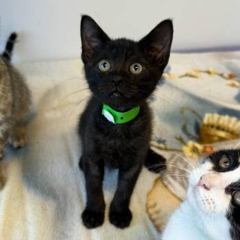 Mike -  Domestic Short Hair Cat for Adoption in Fort Wayne, Indiana - Mike | PetCurious