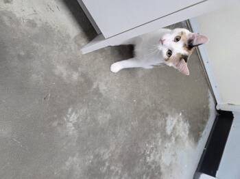 Rescue Domestic Short Hair Cats for Adoption in Brooks, Alberta - Sadie | PetCurious