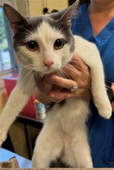 MILKYWAY -  Domestic Short Hair Cat for Adoption in Cookeville, Tennessee - MILKYWAY | PetCurious