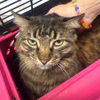 Fuzzy -  Domestic Medium Hair Cat for Adoption in Clearwater, Florida - Fuzzy | PetCurious