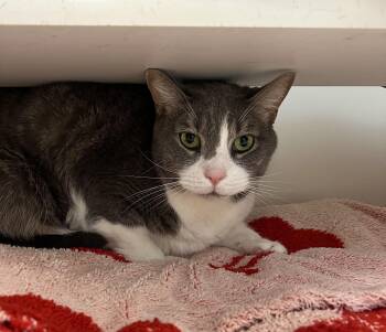 Prince -  Domestic Short Hair Cat for Adoption in Reisterstown, Maryland - Prince | PetCurious