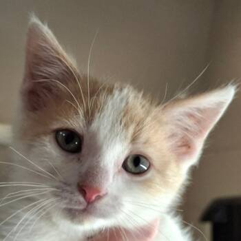 Domestic Short Hair Cats Available for Adoption in Zanesville, Ohio - Mickey | PetCurious