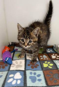 Mila -  Domestic Short Hair Cat for Adoption in Delson, Quebec - Mila | PetCurious