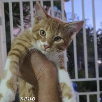 Lucas -  Domestic Short Hair Cat for Adoption in Naranjito, Naranjito - Lucas | PetCurious