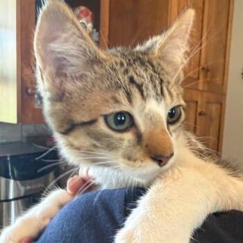 PAPRIKA -  Domestic Short Hair Cat for Adoption in Auburn, California - PAPRIKA | PetCurious