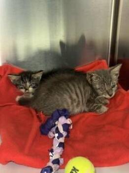 JERRY -  Domestic Short Hair Cat for Adoption in Doral, Florida - JERRY | PetCurious