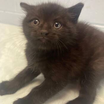 Domestic Short Hair Cats Available for Adoption in Valley, Alabama - Alex | PetCurious