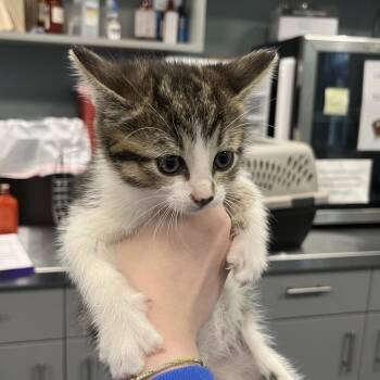 Ford -  Domestic Short Hair Cat for Adoption in Greensboro, North Carolina - Ford | PetCurious