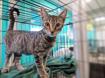 KEYPAD -  Domestic Short Hair Cat for Adoption in Oklahoma City, Oklahoma - KEYPAD | PetCurious