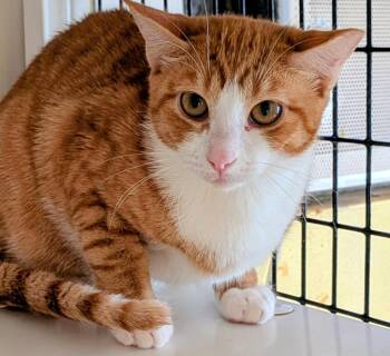 Creamsicle -  Domestic Short Hair Cat for Adoption in St. Augustine, Florida - Creamsicle | PetCurious
