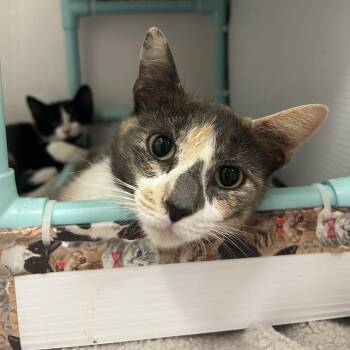 Pebbles -  Domestic Short Hair Cat for Adoption in Charleston, West Virginia - Pebbles | PetCurious
