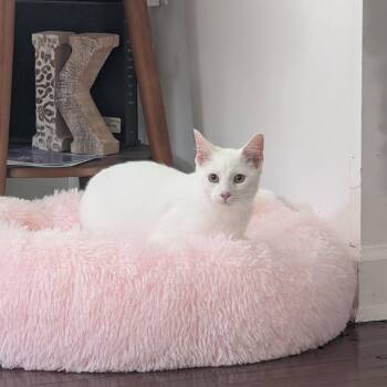 Tofu -  Domestic Short Hair Cat for Adoption in New Orleans, Louisiana - Tofu | PetCurious