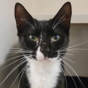 Domestic Short Hair Cats Available for Adoption in Sarasota, Florida - Noir | PetCurious