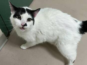 Coqui -  Domestic Short Hair Cat for Adoption in Woodbury, Minnesota - Coqui | PetCurious