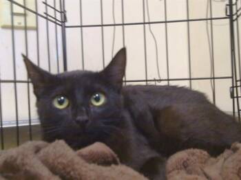 ORCA -  Domestic Short Hair Cat for Adoption in Sacramento, California - ORCA | PetCurious
