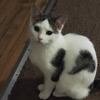 Domestic Short Hair Cats Available for Adoption - Iris | PetCurious