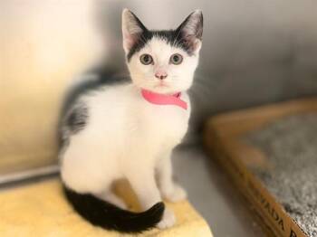 LUNA -  Domestic Short Hair Cat for Adoption in Fort Wayne, Indiana - LUNA | PetCurious