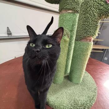 Domestic Short Hair Cats Available for Adoption in Shelbyville, Indiana - Nox | PetCurious