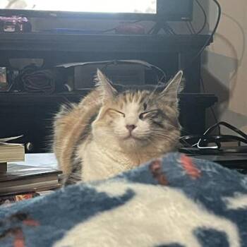 Gardinia -  Domestic Long Hair Cat for Adoption in Atlanta, Georgia - Gardinia | PetCurious