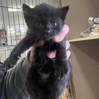 Edwina -  Domestic Short Hair Cat Available for Adoption in Winchester, Virginia - Edwina | PetCurious