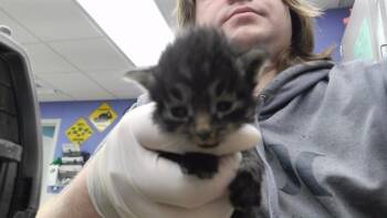 DOLLY -  Domestic Short Hair Cat for Adoption in Omaha, Nebraska - DOLLY | PetCurious
