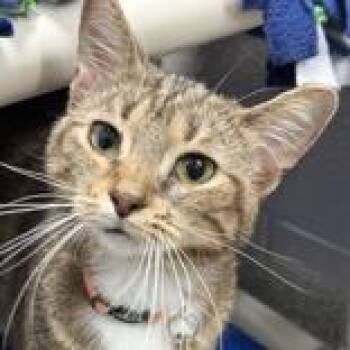 Domestic Short Hair Cats Available for Adoption - Chloe  | PetCurious
