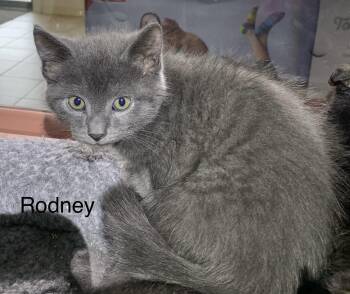Rodney -  Domestic Short Hair Cat Available for Adoption in Massena, New York - Rodney | PetCurious