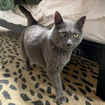 Domestic Short Hair Cats Available for Adoption in Lenexa, Kansas - Harley | PetCurious