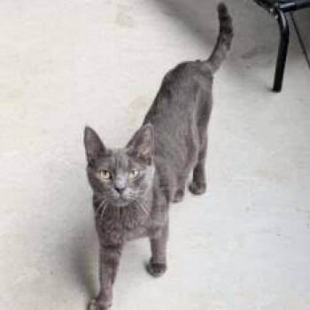 Kayce -  Domestic Short Hair Cat for Adoption in New York, New York - Kayce | PetCurious