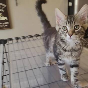 HENNY -  Domestic Long Hair and Maine Coon Cat for Adoption in Escalon, California - HENNY | PetCurious