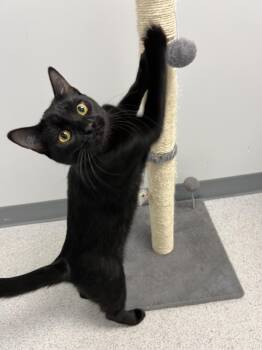 Domestic Short Hair Cats Available for Adoption - Rio | PetCurious
