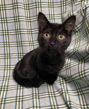 Tootsie -  Domestic Short Hair Cat for Adoption in Jackson, Michigan - Tootsie | PetCurious