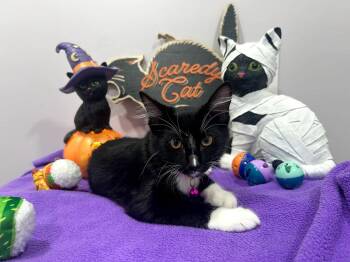 Piper -  Domestic Short Hair Cat for Adoption in Mobile, Alabama - Piper | PetCurious
