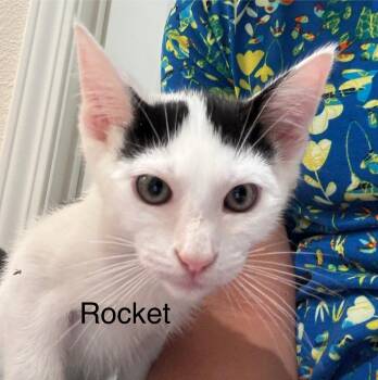 Rescue Domestic Short Hair Cats for Adoption in Oakley, California - Rocket | PetCurious