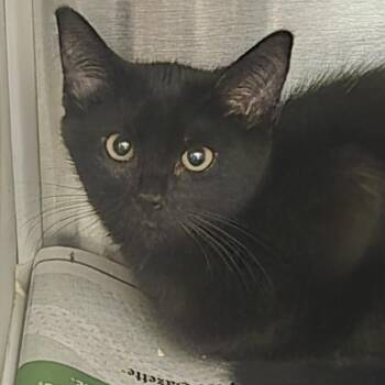 Panthera -  Domestic Short Hair Cat for Adoption in Pittsburgh, Pennsylvania - Panthera | PetCurious