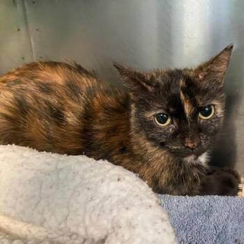 Domestic Short Hair Cats Available for Adoption - Bella Mozzarella | PetCurious