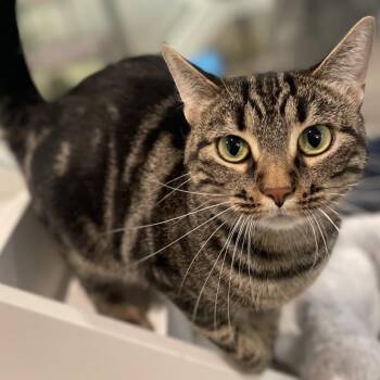 Rescue Domestic Short Hair Cats for Adoption in Wantagh, New York - Heidi | PetCurious