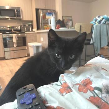 Cole -  Domestic Short Hair Cat for Adoption in Santa Rosa Beach, Florida - Cole | PetCurious