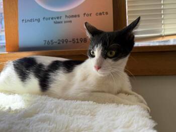 Domestic Short Hair Cats Available for Adoption - Mcmuffin  | PetCurious
