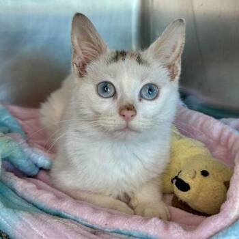 Domestic Short Hair Cats Available for Adoption - Ghouly | PetCurious