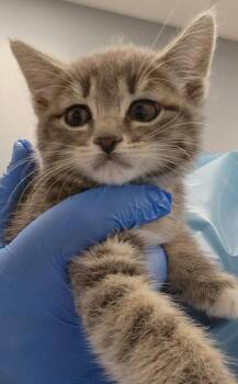 Lottie -  Domestic Short Hair Cat for Adoption in Roseville, California - Lottie | PetCurious