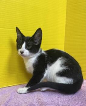 Garrison -  Domestic Short Hair Cat Available for Adoption in Houston, Texas - Garrison | PetCurious