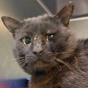 Domestic Short Hair Cats Available for Adoption in Jacksonville, Arkansas - Elliot | PetCurious