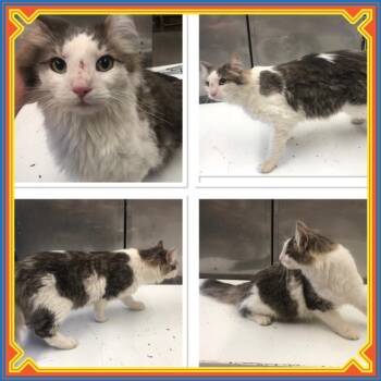 Domestic Long Hair Cats Available for Adoption in Buckhannon, West Virginia - SAMPSON  | PetCurious