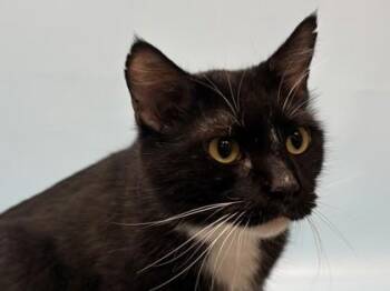 Zork -  Domestic Short Hair Cat for Adoption in Golden Valley, Minnesota - Zork | PetCurious