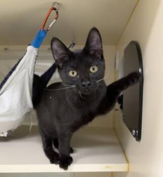 Rescue Domestic Short Hair Cats for Adoption in Gloucester, Massachusetts - Orquidea | PetCurious